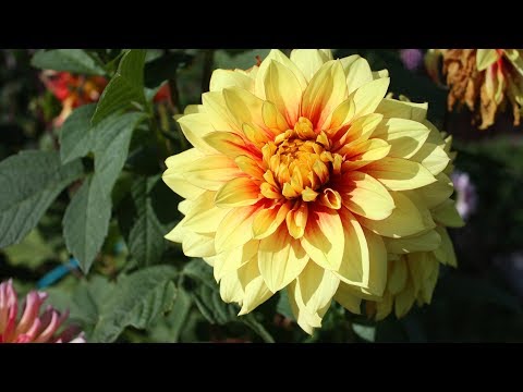 Видео: Почему гниют георгины Что делать?