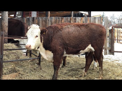 Видео: Привезли коров 🐂