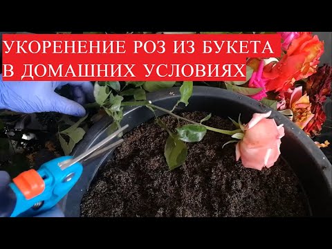 Видео: УКОРЕНЕНИЕ РОЗ ИЗ БУКЕТА В ДОМАШНИХ УСЛОВИЯХ