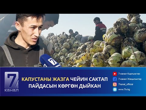 Видео: КАПУСТАНЫ ЖАЗГА ЧЕЙИН САКТАП ПАЙДАСЫН КӨРГӨН ДЫЙКАН