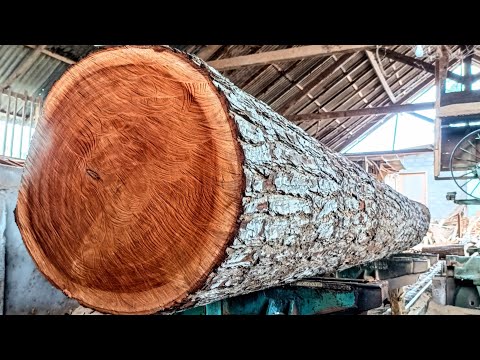 Видео: Чудовищная лесопилка из бревен красного дерева, ужасная и самая дорогая