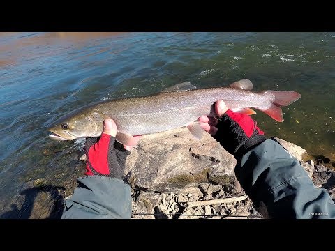 Видео: Таймень реки Уссури (с дополнениями)