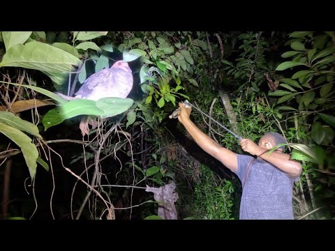 Видео: Охота с рогаткой на диких голубей в глубине леса ночью