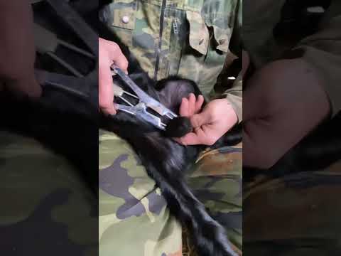 Видео: Кастрация ягнят закрытым способом.