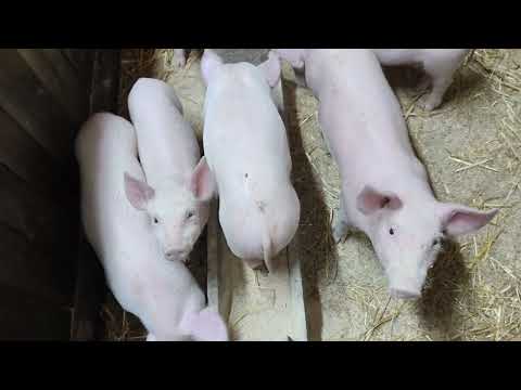 Видео: Свиноновини 03 жовтня 2025 рік /повернення на канал/