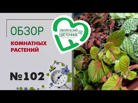 Видео: Обзор растений: пальмы, аглаонемы, папоротники, филодендроны, цикламены, агава, циперус, орхидеи 102