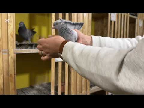 Видео: Топовая пара 🕊️ #takladushanbe 3 ноября 2025 г.