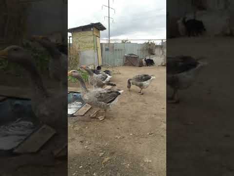 Видео: Қаз асырау 25.09.22ж.Тамбовский (крупный серый).5 штук қаз сатамын,келіп таңдап аласыз.1 шт 10000 тг