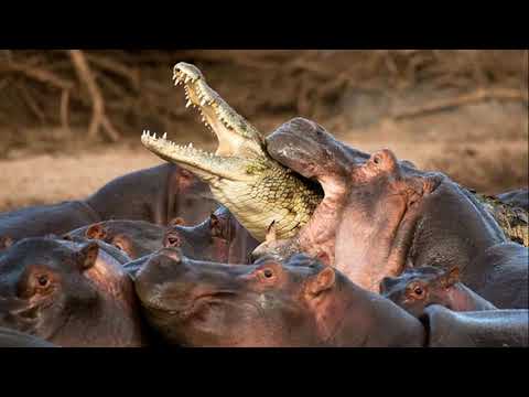Видео: ТОП САМЫХ БОЛЬШИХ  5 животных обитающих в АФРИКЕ