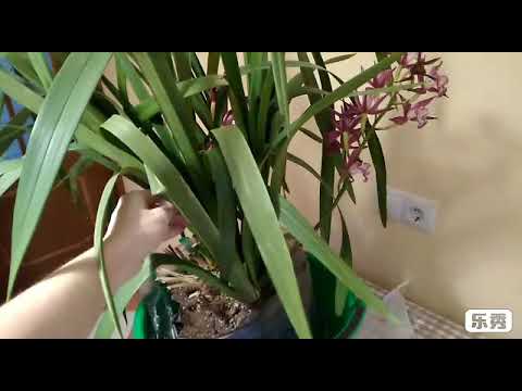 Видео: Цимбидиум. Посадка орхидеи цимбидиума без корней. Реанимация. Уход. Обработка. Полив.