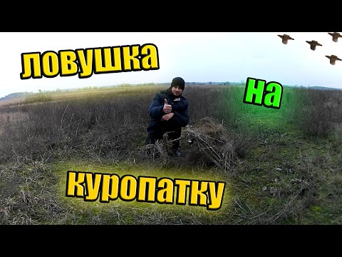 Видео: Как Сделать Ловушку Пирамиду на Куропатку и Фазана