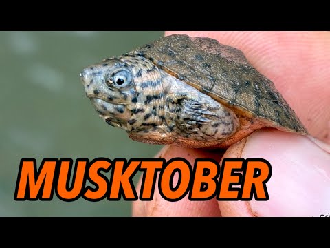 Видео: Это МУСКТОБЕР! Угощение или гадость с черепашками