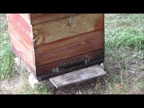 Видео: Осенние работы на пасеке (осення ревизия - итоги). Ч. - 2