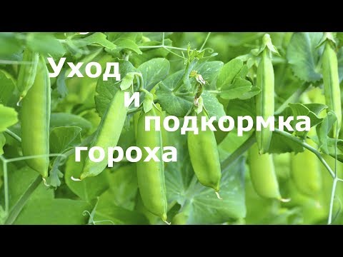 Видео: Уход за горохом и его подкормка!