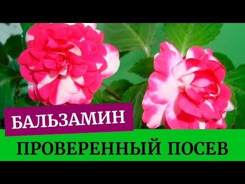 Видео: 🌺Посев бальзамина, проверенный метод. Грунт для бальзамина.  Выращивание бальзамина из семян дома🌺