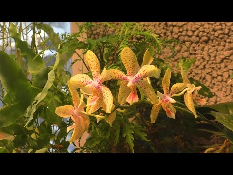 Видео: Как облегчаю жизнь орхидей и комнатных цветов  в сильную жару #flower #orchid #plants