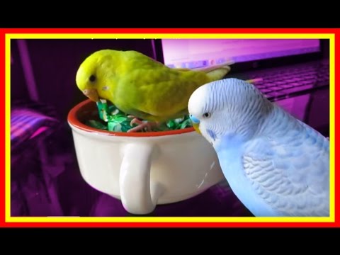 Видео: Прикольный смешной попугай🐥 играет конфетой🍬 #Птицы #игры