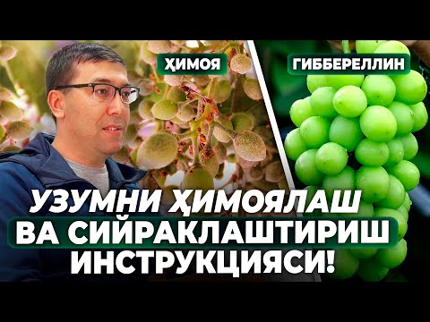 Видео: УЗУМНИ ҲИМОЯЛАШ ВА СИЙРАКЛАШТИРИШ ИНСТРУКЦИЯСИ! | ШУҲРАТ АБРОРОВ #shuhratabrorov #uzum #gibberellin