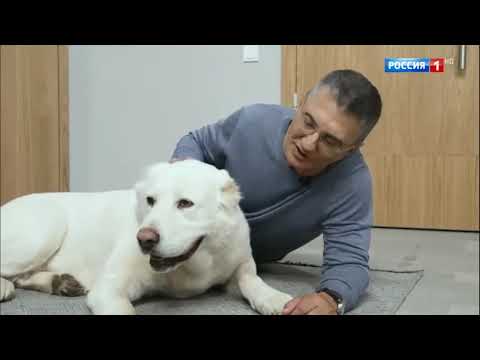 Видео: Доктор Мясников 08.11.2025