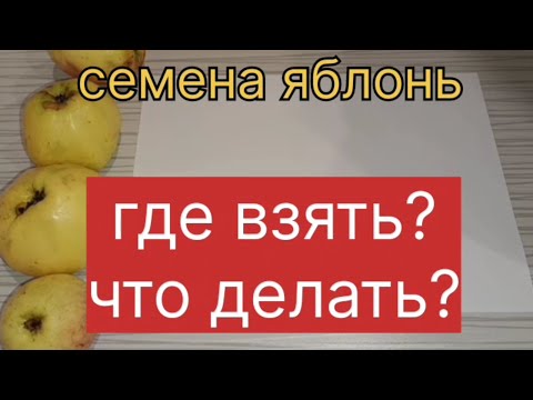 Видео: Семена яблонь. Где взять? Что делать?