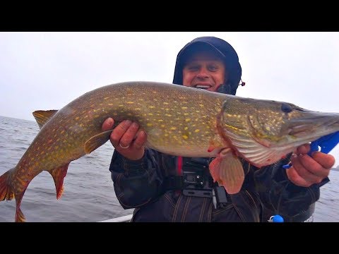 Видео: Офигеть, попали на раздачу щуки! Трофейная рыбалка с ночевкой! Твичинг. Троллинг. Джиг