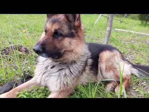 Видео: Весенние хлопоты. Благоустройство участка.