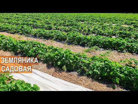 Видео: Земляника садовая. Технология выращивания. Сорта. Обработки. Фермерское хозяйство Стрелецкий