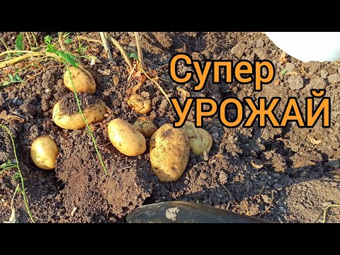 Видео: Мега урожай картофеля 2022!