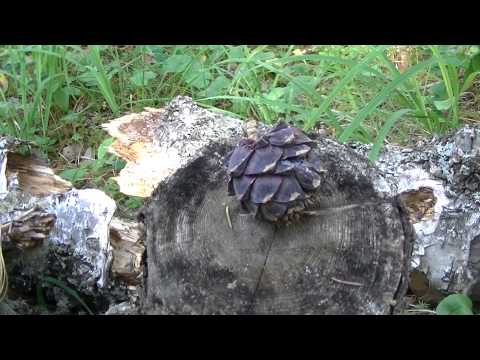 Видео: Тува 2015