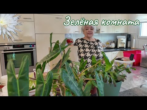 Видео: Пересадка купленных растений и неотложный уход за ними.