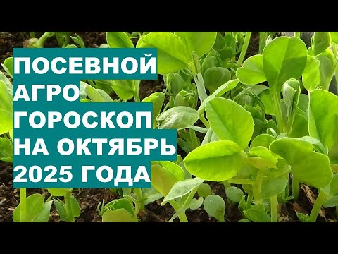 Видео: Когда и Что Сажать в Октябре 2025 в Теплице, на Огороде?