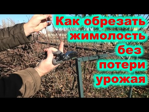 Видео: Как обрезать жимолость без потери урожая