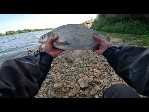 Видео: Ловля ЛЕЩА на ДОНКИ. Ловля ОКУНЯ на ЖИВЦА. Готовим ОКУНЯ на УГЛЯХ.