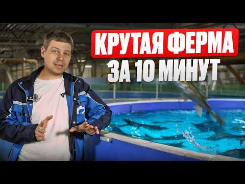 Видео: Это ИДЕАЛЬНЫЙ КОМПЛЕКТ для УЗВ в 2025 / Как правильно выбрать оборудование для рыбной фермы с нуля?