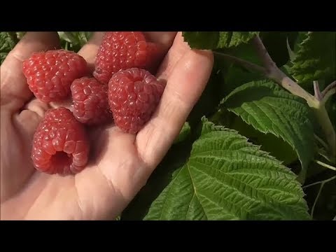 Видео: ВЕСЕННЯЯ ОБРЕЗКА МАЛИНЫ ТУТАЙМЕР (ЗЮГАНА). Особенности и отличия