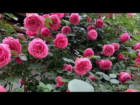 Видео: Роза Леонардо да Винчи (Rosе Leonardo da Vinci ) Франция Meilland г. Киев 15.06.2023 г.