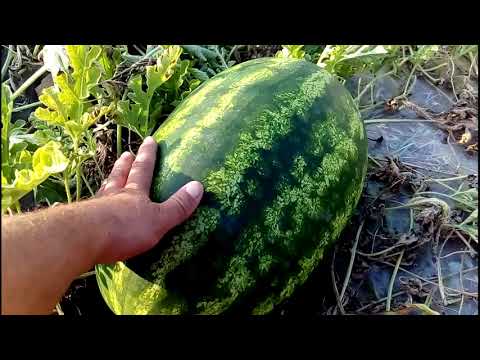 Видео: Арбуз леди ф1