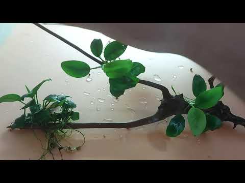 Видео: РАЗМНОЖАЮ АНУБИАСЫ. НЕСКОЛЬКО СЛОВ О АНУБИАСАХ.