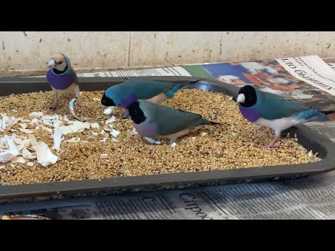 Видео: Амадины Гульда в октябре.