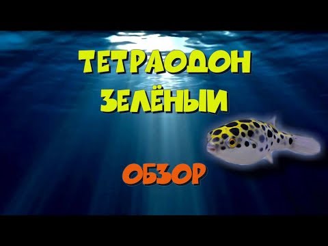 Видео: Тетраодон зеленый. Tetraodon nigroviridis