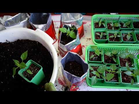 Видео: Выращиваем здоровую рассаду перца/Перевалка 22 февраля