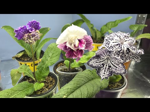 Видео: Как выращивать СТРЕПТОКАРПУС В ДОМАШНИХ УСЛОВИЯХ? Все нюансы размножения полива и ухода за растением