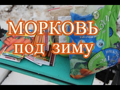 Видео: Посадка моркови под зиму. (27.11.2016 г.)
