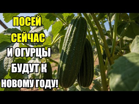 Видео: ОГУРЦЫ В КОМНАТЕ! СЕЙЧАС ПОСЕЙ — И БУДУТ СВЕЖИЕ К ПРАЗДНИКАМ! ПРОВЕРЕННЫЙ СПОСОБ!