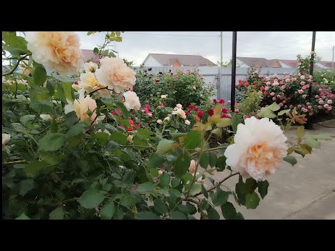 Видео: Розы🌹🌹🌹Первый день лета🌞