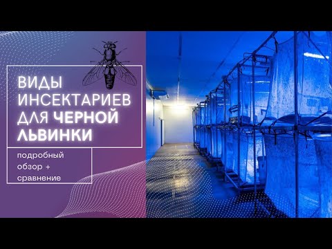 Видео: Технология разведения чёрной львинки (2 серия) "Виды инсектариев"