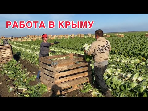 Видео: Уборка картофеля, пекинки 🥬 / ноябрь 2025