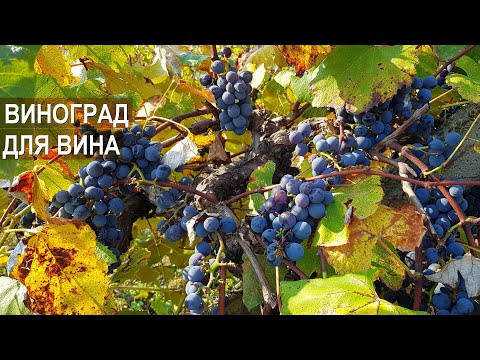 Видео: Выращивание винограда для виноделия. Винодел Григорий Proaspat. Молдова