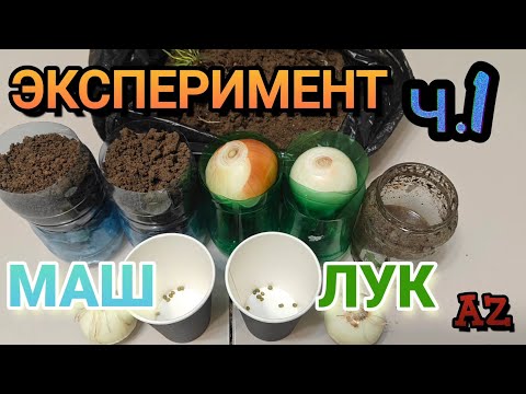 Видео: Барматуха в деле: Проверяем, как растёт лук и маш на бедной земле