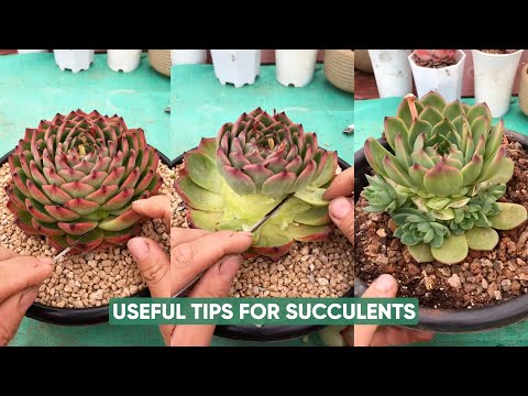 Видео: Простой уход за суккулентами для новичков, таких как вы!